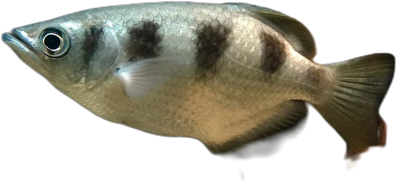 Banded Archerfish