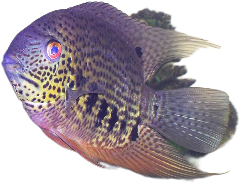 Banded Cichlid