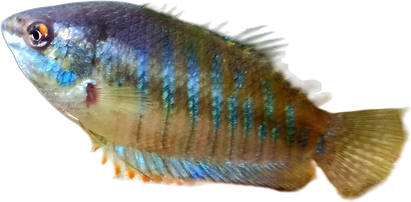 Banded Gourami