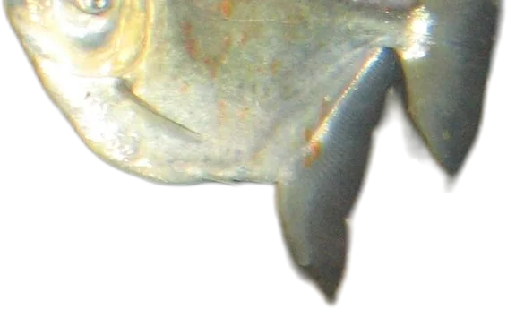 细纹兔脂鲤 Banded Leporinus