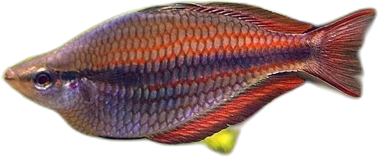 三带虹银汉鱼 Banded Rainbowfish