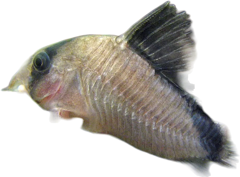 Bandit Cory