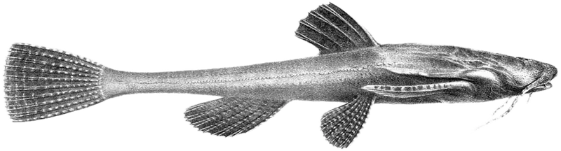 双色丘头鲶 Banjo Catfish