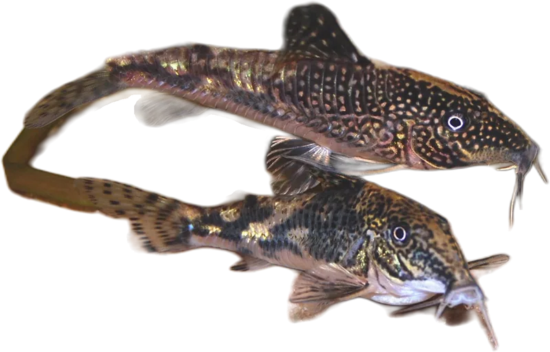 须硬唇美鲶 Bearded Cory