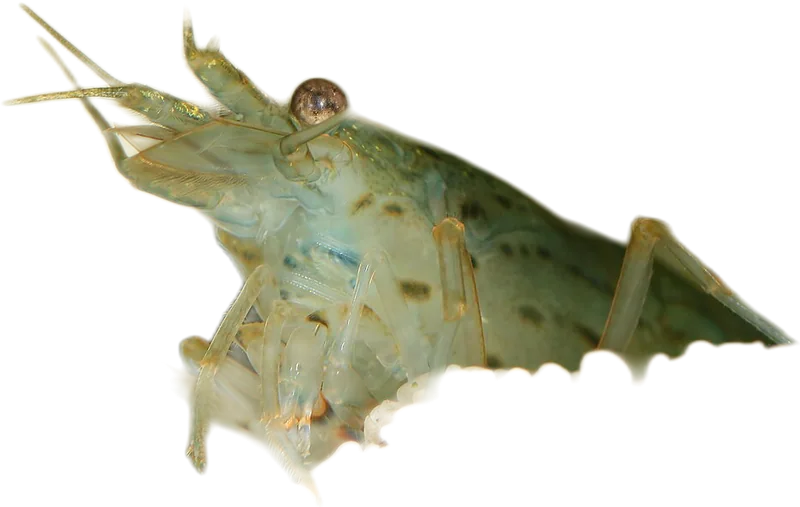 米虾属 Bee Shrimp