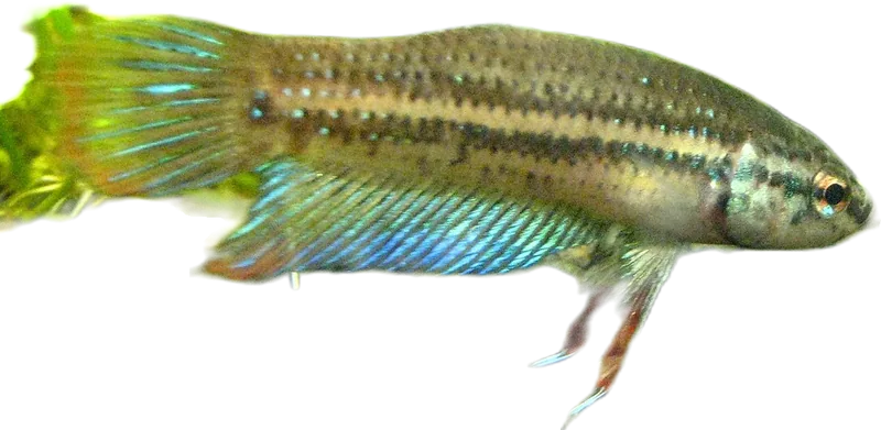 Betta Imbellis