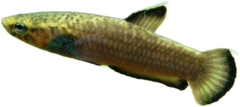 Betta macrostoma