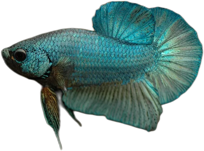 Betta [Male]