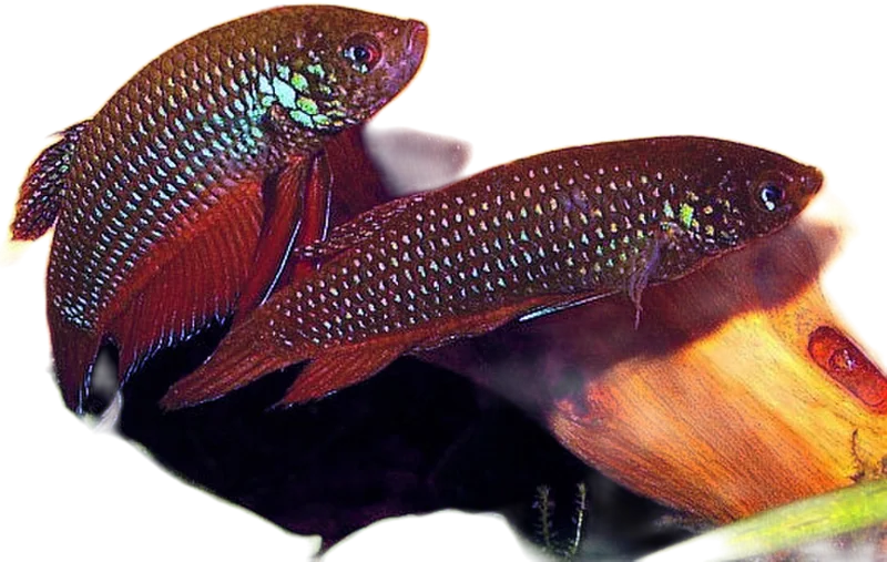 Betta Smaragdina