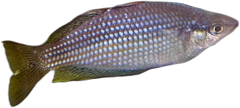 Black-Banded Rainbowfish