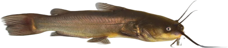 Black Bullhead Catfish