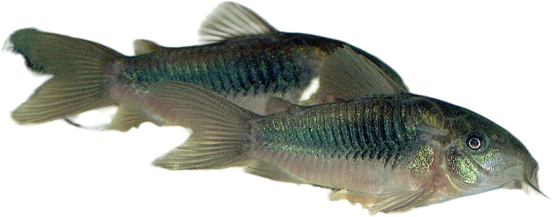 Black Cory