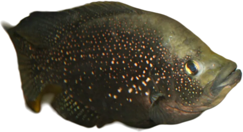 波伦副非鲫 Black Diamond Cichlid