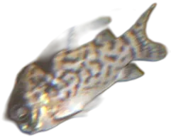 Black Fin Cory