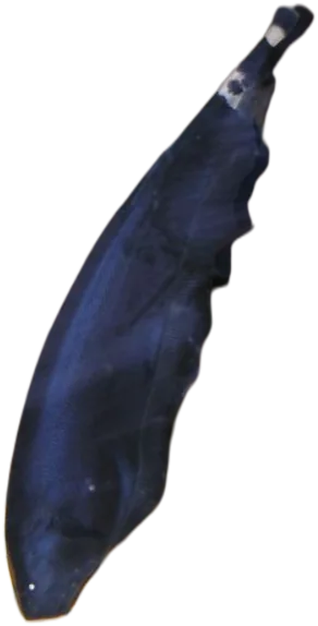 线翎电鳗 Black Ghost Knife Fish