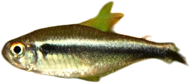 Black Neon Tetra