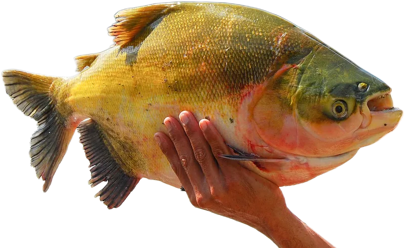 大盖巨脂鲤 Black Pacu