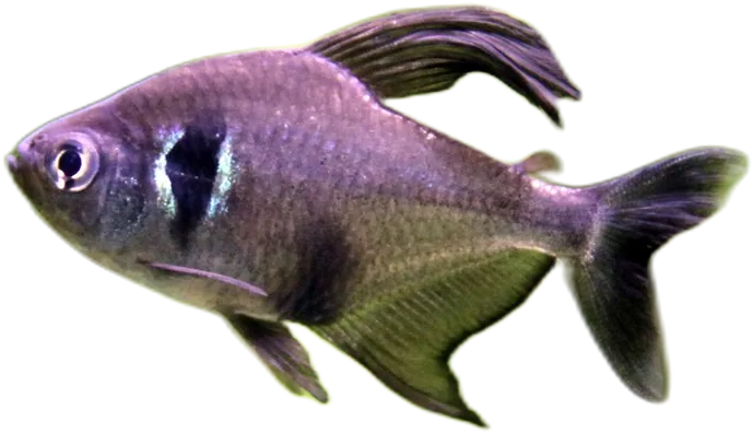 Black Phantom Tetra