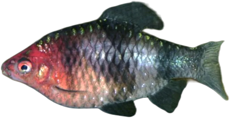 黑条无须魮 Black Ruby Barb