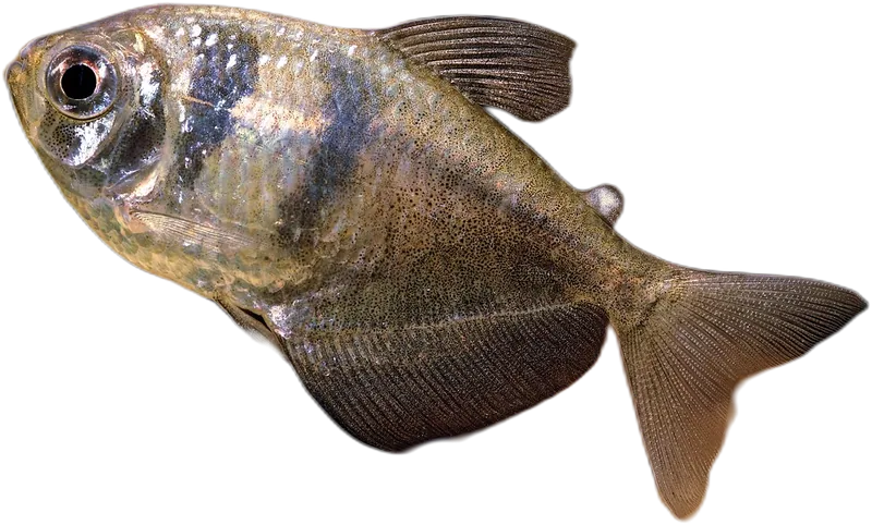 Black Skirt Tetra