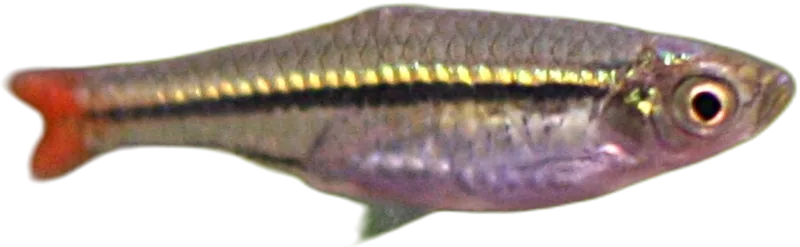 红尾波鱼 Blackline Rasbora