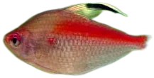 Bleeding Heart Tetra