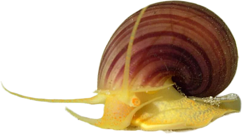 Blue Apple Snail