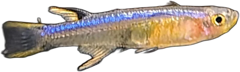 青背似鲻银汉鱼 Blue Back Blue Eye