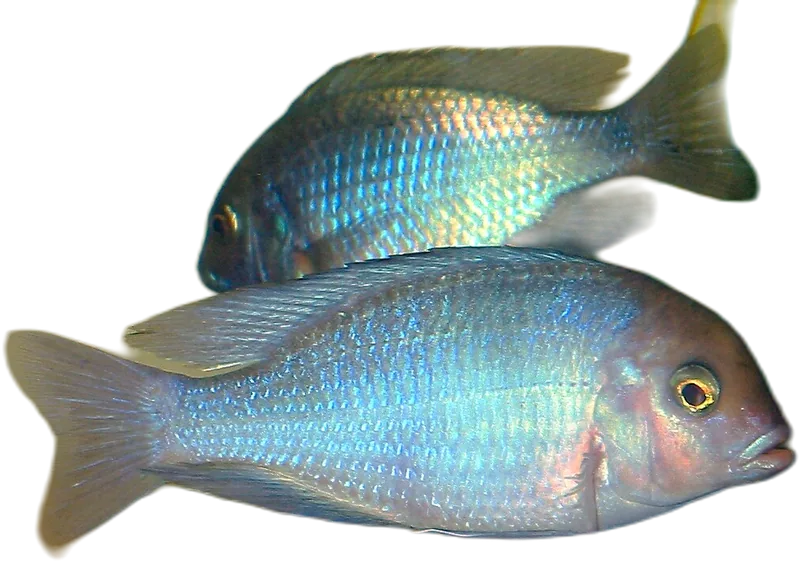 穆尔氏隆背丽鲷 Blue Dolphin