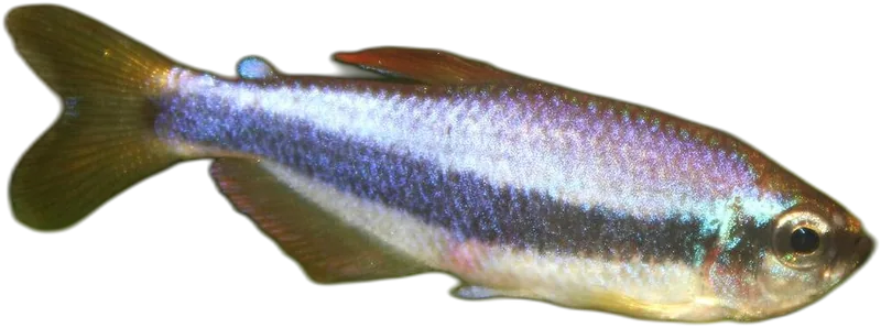 Blue Emperor Tetra