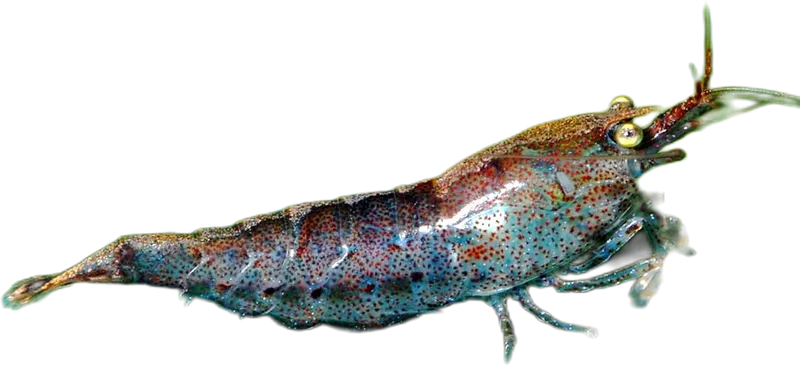 Blue Pearl Shrimp