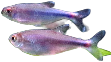 弗氏贝基脂鲤 Blue Tetra