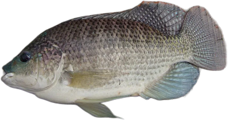 Blue Tilapia