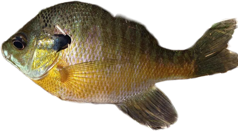 蓝鳃太阳鱼 Bluegill Sunfish