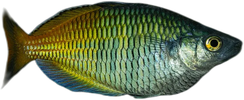 贝氏虹银汉鱼 Boesemans Rainbowfish