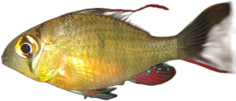 Bolivian Ram