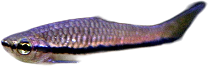艾氏波鱼 Brilliant Rasbora