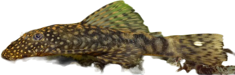 Bristlenose Pleco