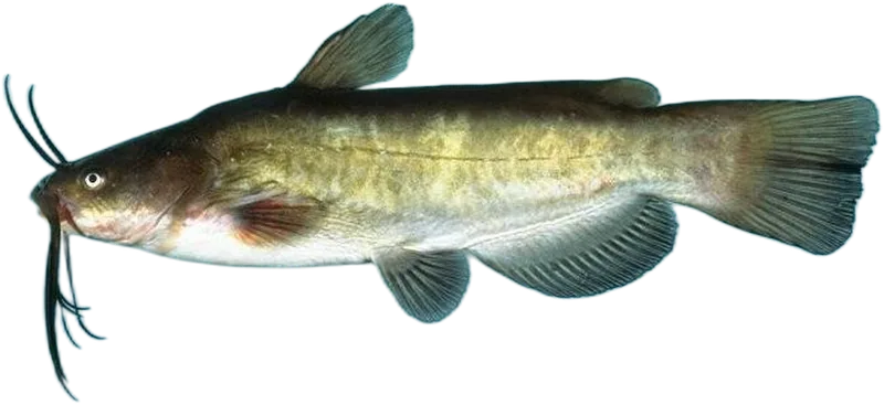 云斑𫚔 Brown Bullhead Catfish