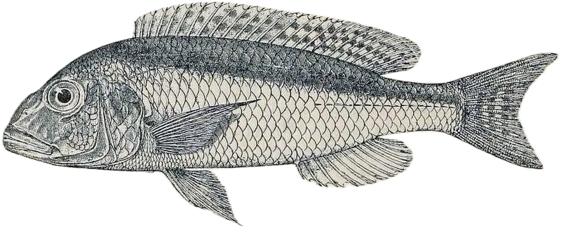 细尾颊丽鱼 Buccochromis lepturus