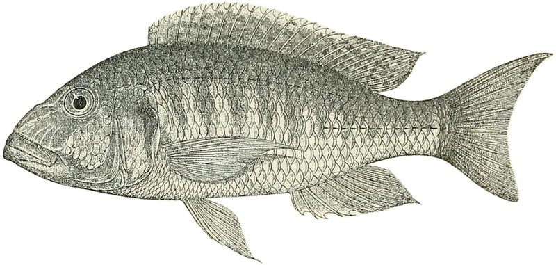 Buccochromis rhoadesii