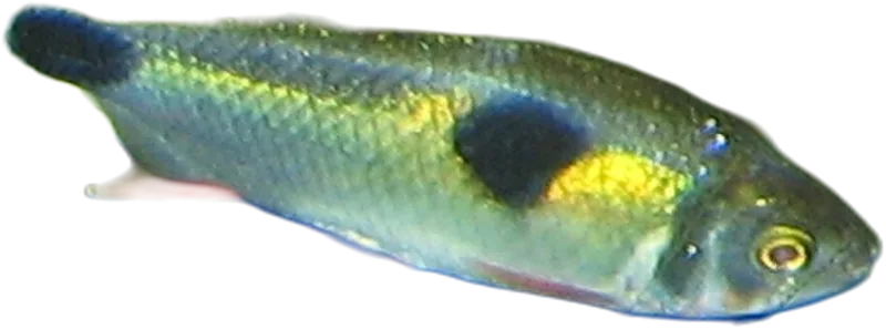 Bucktoothed Tetra