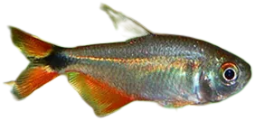 Buenos Aires Tetra