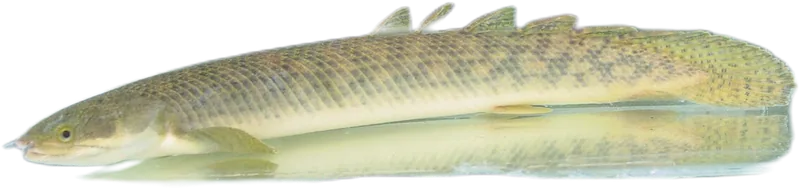 Buettikoferi Bichir