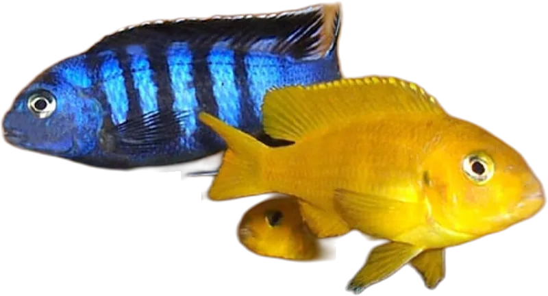 Bumble Bee Cichlid