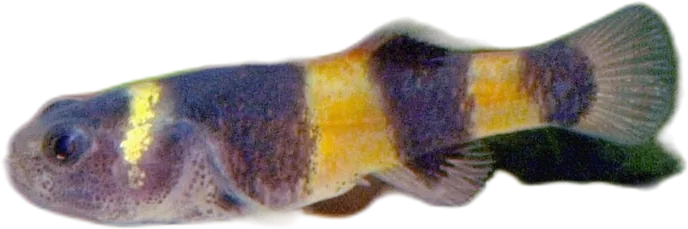 Bumblebee Goby