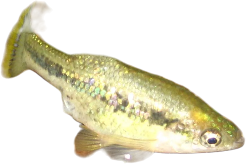 Butterfly Splitfin