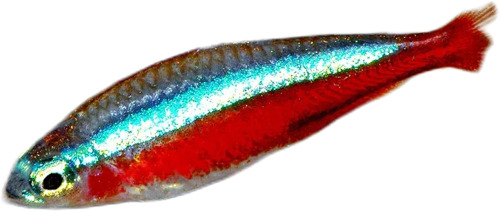 阿氏霓虹脂鲤 Cardinal Tetra