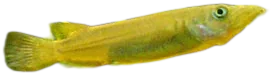 Celebes Halfbeak