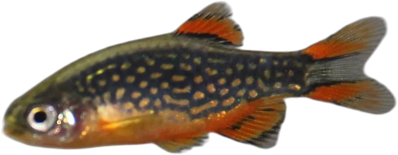 Celestial Pearl Danio
